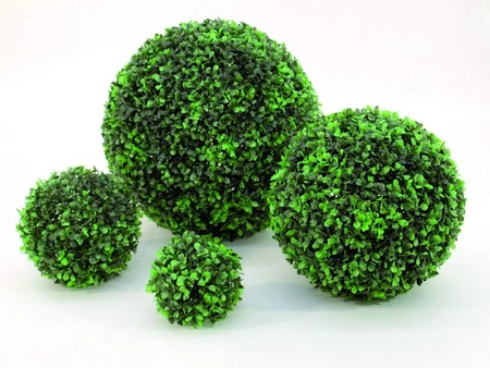 Bukszpan kulisty śr. 25 cm